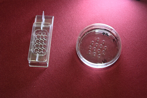 embryo dishes