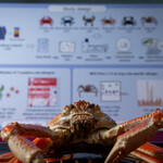 CUHK study identifies 11 allergens in crabs for precision diagnosis of allergy and discovers a new allergen for king crab, which is not a “true crab”